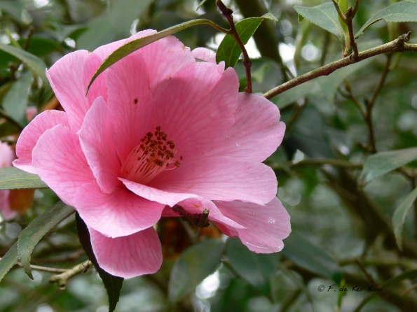 Bois des Moutiers (21) Mai 2012